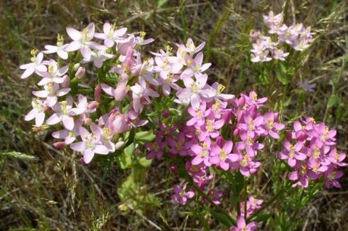 Alkolü reddettiği için Goldenger